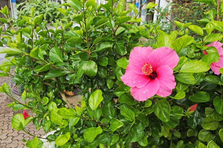 沖縄市に咲いているハイビスカス